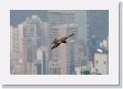 0531aHongKongIsland - 15